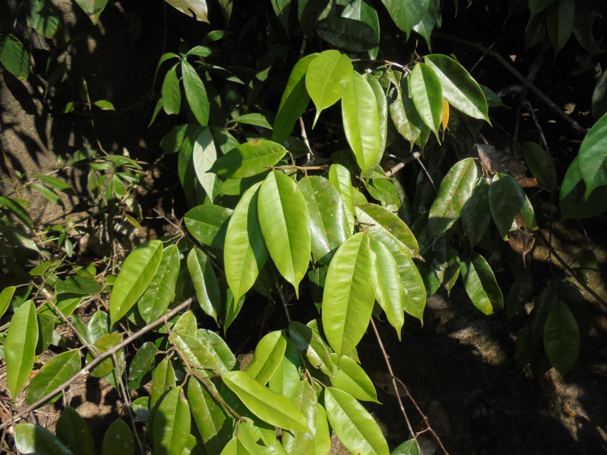 Stemonoporus gracilis Kosterm.